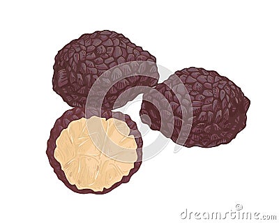 Black truffle composition with whole underground edible mushrooms and cut piece of fungus. Precious delicatessen natural Vector Illustration