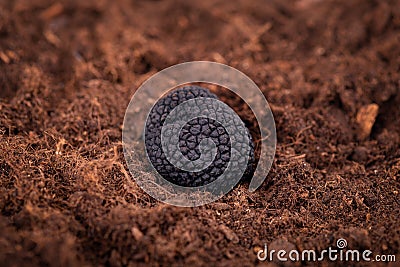 Black truffle in the ground. Truffle hunt. Mushroom cultivation. Delicacy exclusive truffle mushroom. Piquant and Stock Photo