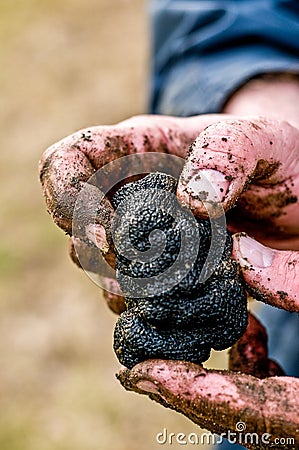 Black truffle hands Stock Photo