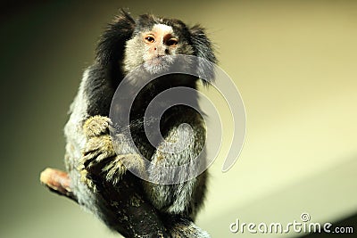 Black tufted-ear marmoset Stock Photo