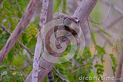 Black Tufted Marmoset, Callithrix Penicillata, sitting on a branch in the trees at Poco Encantado, Chapada Diamantina Stock Photo