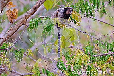 Black Tufted Marmoset, Callithrix Penicillata, sitting on a branch in the trees at Poco Encantado, Chapada Diamantina Stock Photo