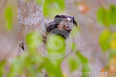 Black Tufted Marmoset, Callithrix Penicillata, sitting on a branch in the trees at Poco Encantado, Chapada Diamantina Stock Photo