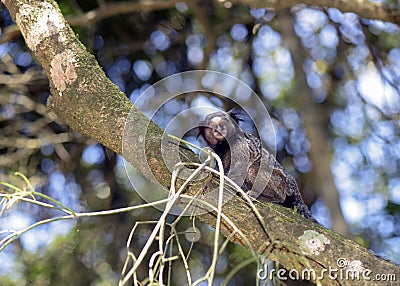 Black-tufted marmoset, endemic primate of Brazil Stock Photo