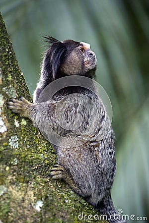 Black-tufted marmoset, endemic primate of Brazil Stock Photo