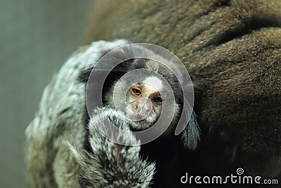 Black-tufted marmoset Stock Photo