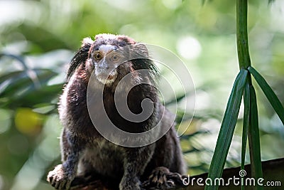 Black-tufted Marmoset monkey Stock Photo