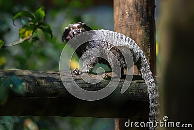 Black-tufted Marmoset monkey Stock Photo