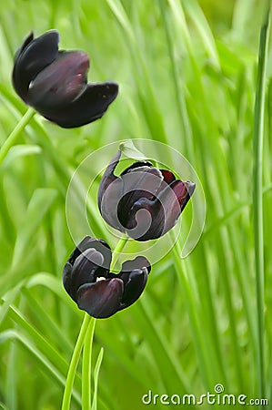 Black tulips Stock Photo