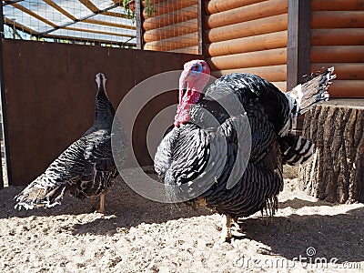 Black turkey bird called North Caucasian Bronze Turkey Stock Photo