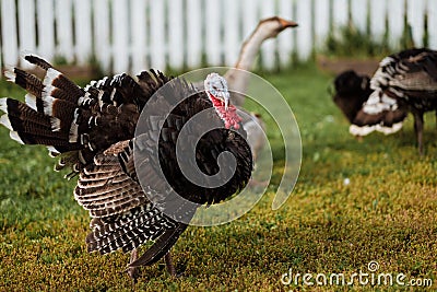 The black turkey on a spring meadow Stock Photo