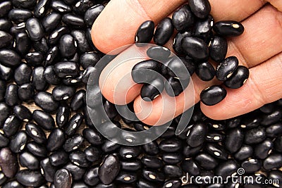 Black Turtle Bean legume. Person with grains in hand. Macro. Who Stock Photo