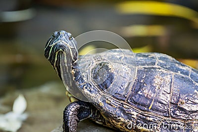 The black turtle looks up on the background of the river_ Stock Photo