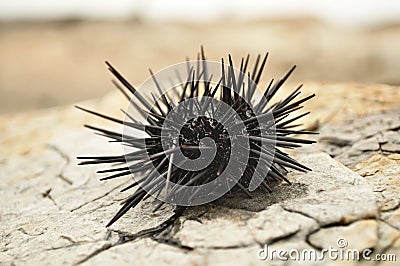 Black urchin Stock Photo