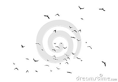 Black vector flying birds flock silhouettes isolated on white background Vector Illustration