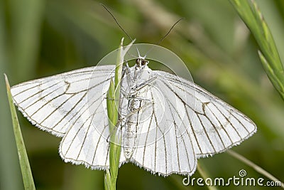 Black-veined Moth in natural habitat / Siona lineata Stock Photo