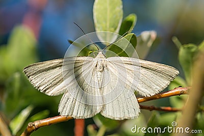 Black-veined Moth - Siona lineata Stock Photo