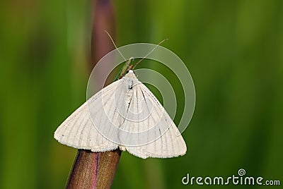 Black-veined Moth - Siona lineata Stock Photo