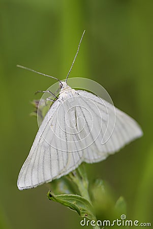 Black-veined Moth - Siona lineata Stock Photo