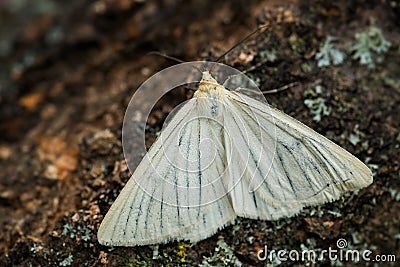 Black-veined Moth - Siona lineata Stock Photo