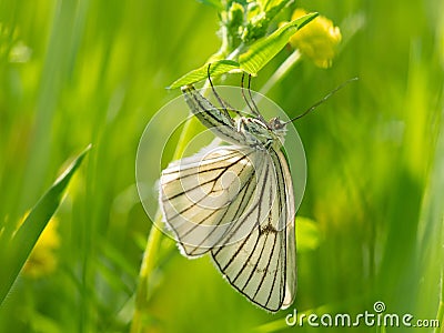 Black-veined moth Siona lineata female lays eggs on grass blade Stock Photo