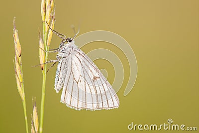 The Black-veined Moth ;Siona lineata Stock Photo