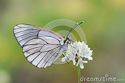 The black-veined white butterfly, Aporia crataegi Stock Photo