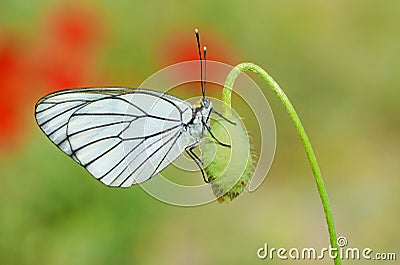 The black-veined white butterfly, Aporia crataegi , butterflies of Iran Stock Photo