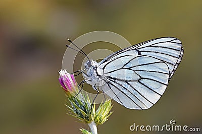 Aporia crataegi , the black-veined white butterfly on flower Stock Photo