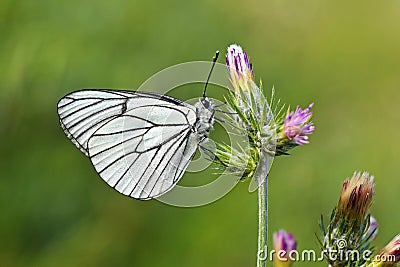 Aporia crataegi , the black-veined white butterfly on flower Stock Photo