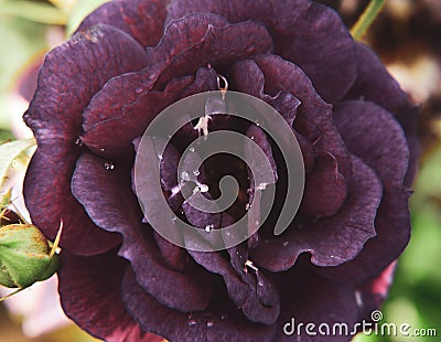 Black velvet rose in full bloom Stock Photo