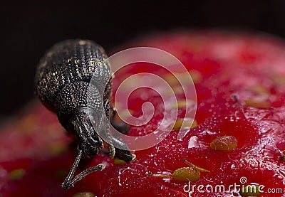 Black Vine Weevil Insect on Strawberry Stock Photo