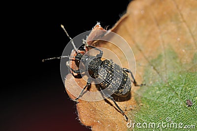 Black Vine Weevil Stock Photo