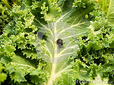 black vine weevil sitting on a leaf Stock Photo