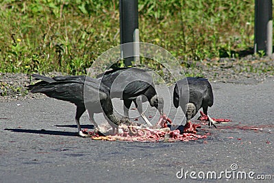 Black vultures eating Stock Photo