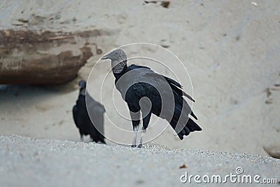 Black Vultures at Grande Riviere beach in Trinidad and Tobago Stock Photo