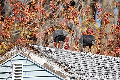 Black Vultures on a Rooftop Stock Photo