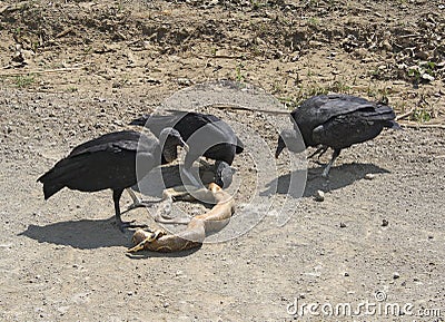 Black Vultures and Snake Stock Photo