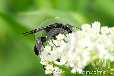 Black wasp Stock Photo