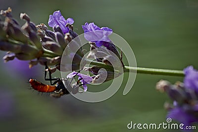 Black wasp feeding on Lavender Stock Photo