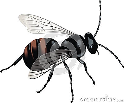 Black wasp Vector Illustration
