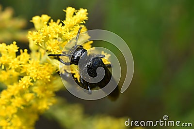 A black wasp on a yellow flower. Stock Photo
