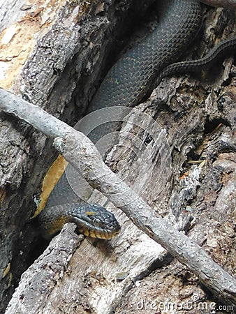 Black water snake on log Stock Photo