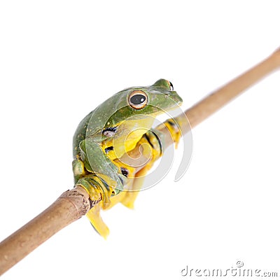 Black-webbed flying tree frog isolated on white Stock Photo