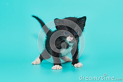 Black 3-week-old kitten with white paws Stock Photo