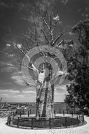 Black and White of Adansonia digitata alias Baobab tree without leafs in Kingspark of Perth Stock Photo