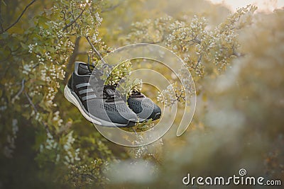 Adidas running shoes hanging from a branch of a flowering tree. Editorial Stock Photo