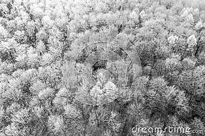 Black and white aerial view of a deciduous forest in winter with trees that have thrown off their leaves, abstract impression. Stock Photo