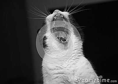 Black and White angry yawning cat Stock Photo
