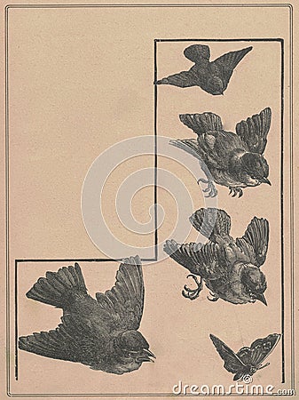 Black and white antique illustration of the birds. Vintage marvellous illustration of the sparrows. Old fabulous picture Cartoon Illustration